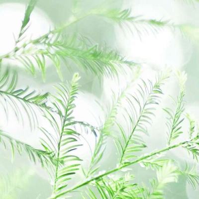 税惠春风劲吹 点燃黔地“新春经济”